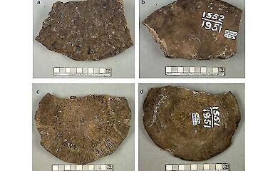 Древние киты вместо мамонтов &mdash; неожиданное открытие на Аляске