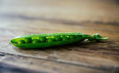 Висаджування рослин у ґрунт: експерти вказали, що садити зараз