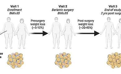 Учені з'ясували: схуднення буквально "перепрошиває" жир - і ось що змінюється в організмі