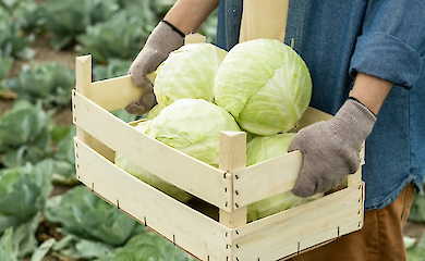 Названы новые цены на овощи и фрукты в Украине