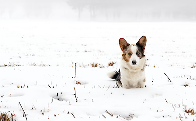 Зоозахисники просять мерів дозволити тваринам перебувати в приміщеннях узимку