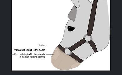 Коні "чують" страх людини за запахом і самі починають нервувати