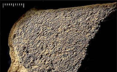 Археологи виявили "молоток" із кістки слона віком 500 тисяч років