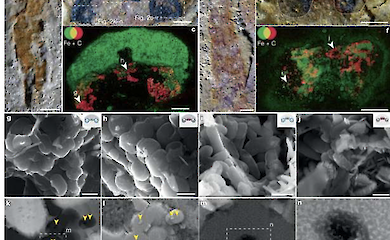 Вчені знайшли "рибу з чотирма очима" віком 518 млн років