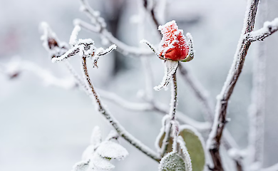 У суботу, 24 січня в Україні очікується невеликий сніг