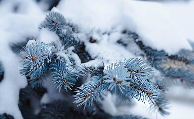 Сильные морозы возвращаются и будут держаться до середины февраля – прогноз погоды