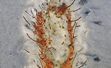 У Китаї виявили 91 новий вид тварин, які пережили масове вимирання 513 млн років тому