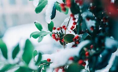 Мороз до -8&deg;C і слабкий сніг: прогноз для Києва та області на 6 лютого