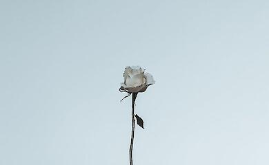 Одружуватися з 14 українцям усе ж не дозволять, розповів спікер парламенту