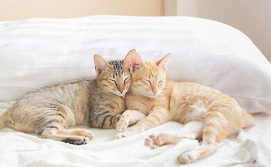 Без обігріву та електрики: як захистити домашніх тварин від холоду взимку