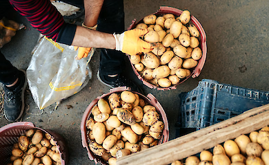 Що зробити, щоб картопля не проросла до весни