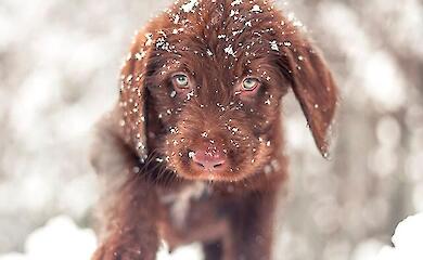 Чому не можна залишати собаку взимку в машині та як безпечно гуляти в мороз