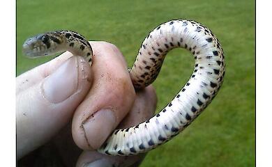 Звідки береться відраза до змій