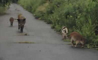 Що сталося з кабанами після Фукусіми