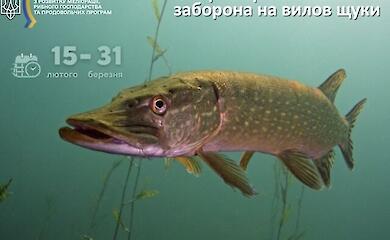 З 15 лютого в Україні заборонено ловити щуку: скільки триває заборона і який штраф
