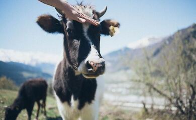 Виробництво молока впало до собівартості, підприємці песимістичні в прогнозах