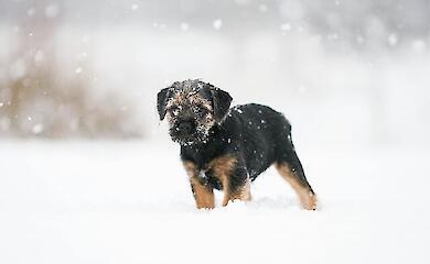 Прості та доступні способи допомогти вуличним кішкам і собакам у холоди