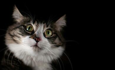 Під Києвом домашній кіт виявився зараженим сказом