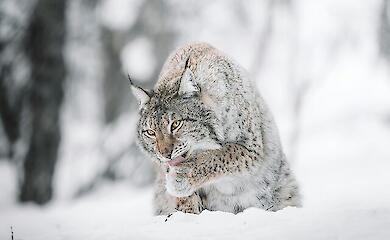 Рись повертається: у західних і північних регіонах України відзначають збільшення її чисельності