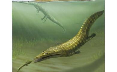 Про що розповіли кістки "морських саламандр" з Австралії