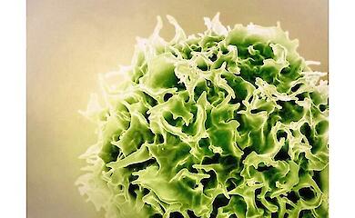 Чому щеплення "працюють" десятиліттями