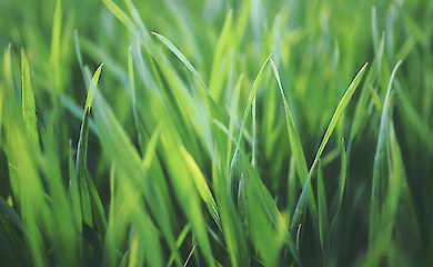 Уход за газонокосилкой: как продлить срок службы техники