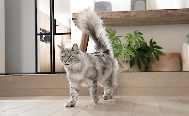 Корм для котів суперпреміум-класу: що вирізняє Purina ONE серед інших брендів