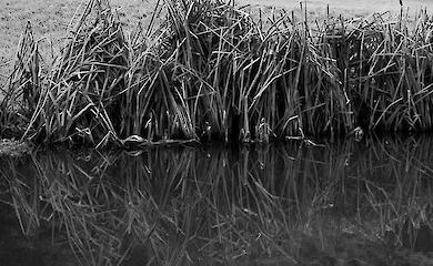 У Черкаській області у ставку потонули двоє маленьких дітей: подробиці інциденту