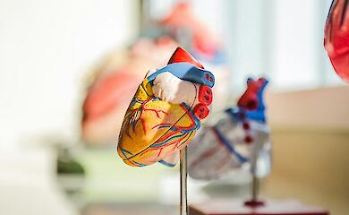 Один укол сприяє відновленню після серцевого нападу