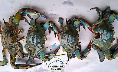 У нацпарку "Тузловські лимани" знайшли понад 20 блакитних крабів - інвазивний вид поширюється в Чорному морі