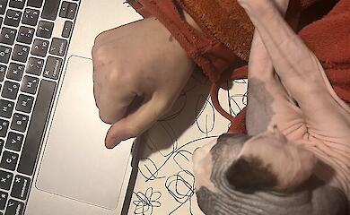 Учені пояснили, чому коти майже завжди приземляються на лапи