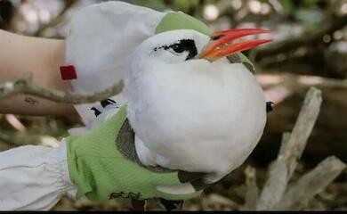 Червонохвостий фаетон - морський птах, який може пролітати до 2000 км, щоб знайти пару