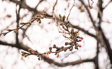 Шалена сакура в Мукачеві