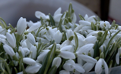 Первоцівіти