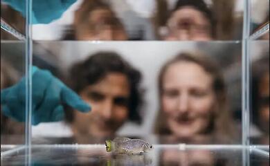 Африканська риба кілліфіш - модельний організм для вивчення старіння