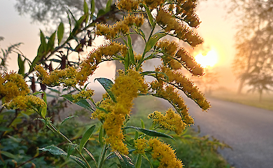 Листя мімози реагує на світло