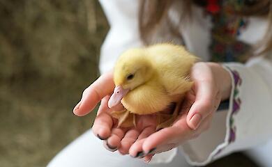 Иллюстративное фото