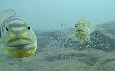 цихліди захищають потомство під водою