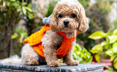 собака породи кавапу