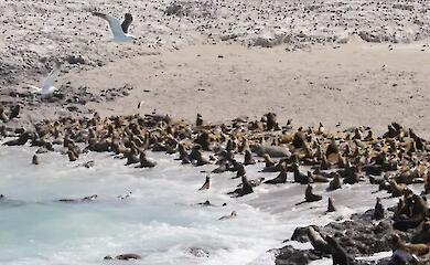 дикі тварини на березі океану