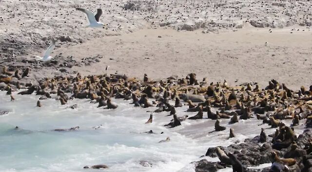 Понад 50 тисяч тюленів загинули через пташиний грип - учені б'ють на сполох