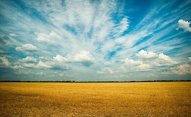 Поле, ілюстративне фото