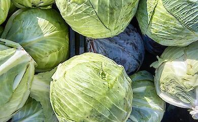 В Україні стартував продаж перших партій ранньої капусти від місцевих фермерів