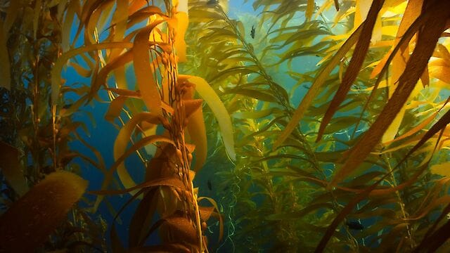 Учені навчилися керувати світінням морських водоростей і використовувати їх як джерело світла