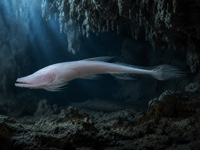 Вчені описали новий вид безокої печерної риби, що мешкає в підземних водах