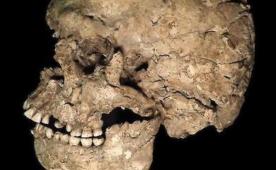Древняя челюсть раскрыла драму Homo sapiens возрастом 90 тыс. лет