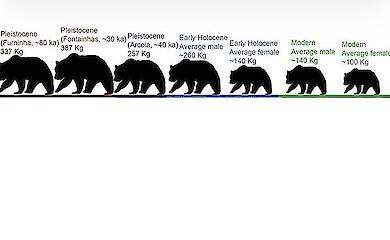 Древние бурые медведи Португалии оказались почти вдвое крупнее современных