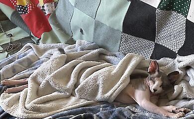 Люди смеются, а кошкам плохо: ученые изучили популярные видео с питомцами