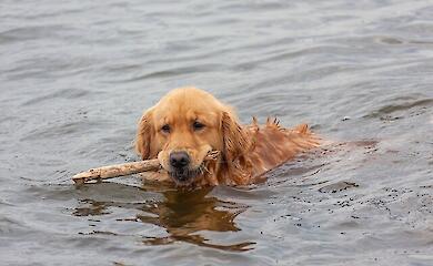 Собака у воді
