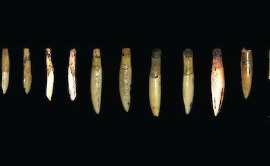 Фото: Lynley A. Wallis et al. / Australian Archaeology, 2026, CC BY 4.0. Зображення обрізано